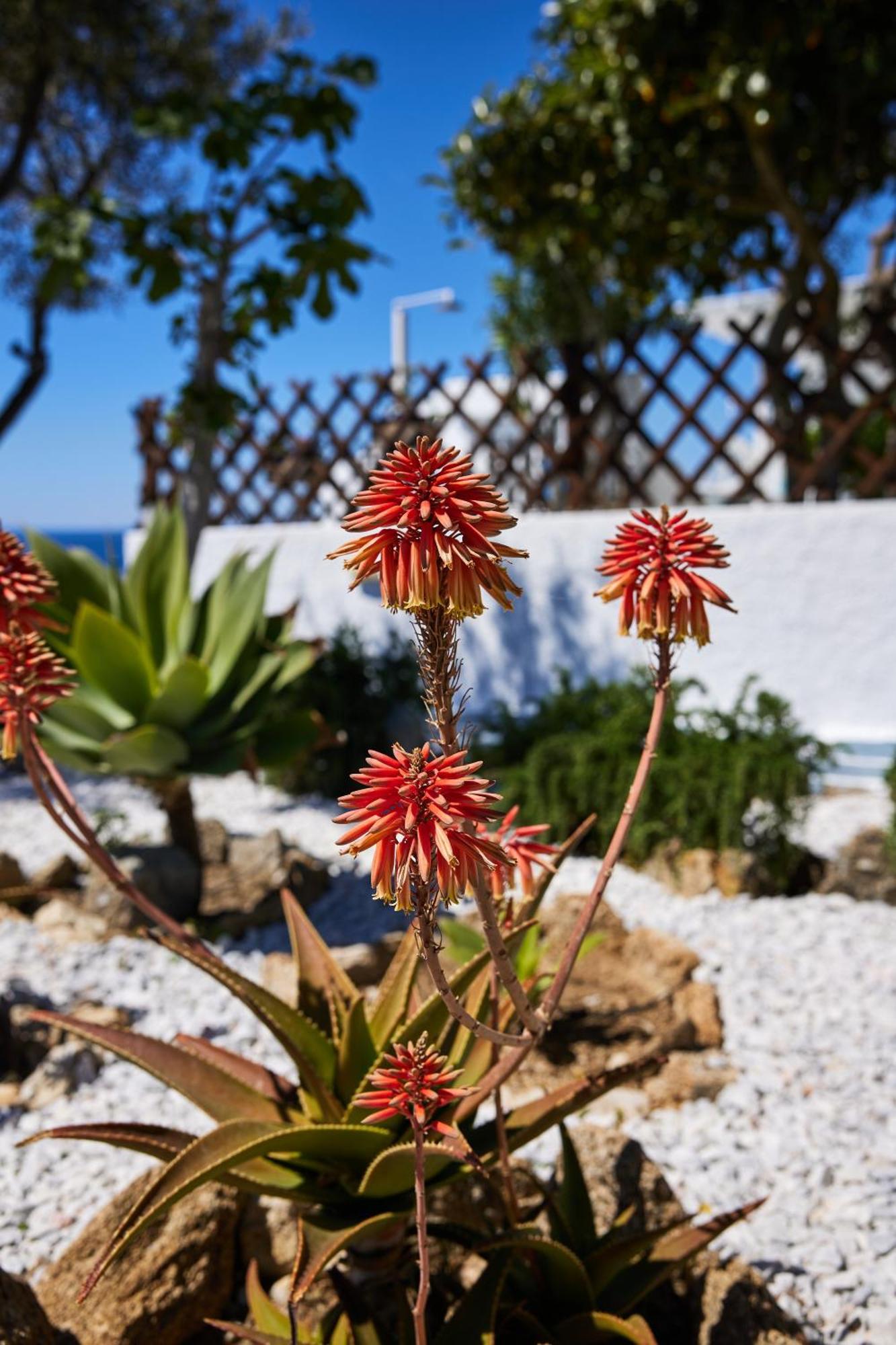 Sand Lily Villa Mykonos Mykonos Town Exterior photo